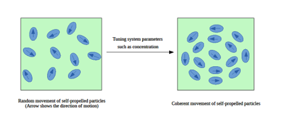 DST Scientists find a clue to anomalous behavior of self-propelled fluctuations like fish schools, flocking birds, bacterial colonies