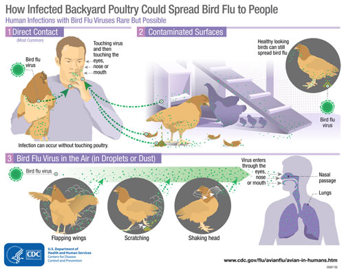 Avian Influenza A (H5N1) Outbreak – Cambodia