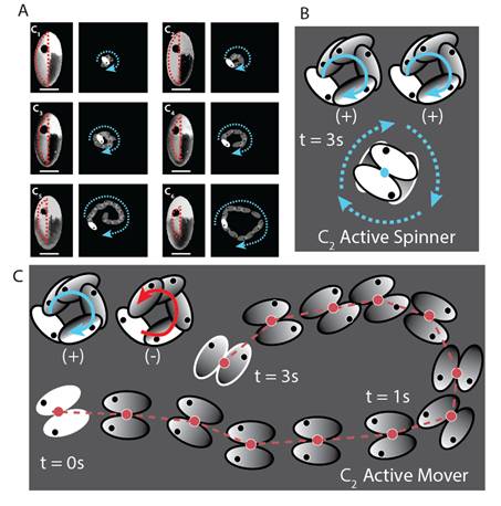 New clue about how particles self-assemble can pave the way for understanding dynamics in living cells