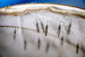 WHO issues new guidance for research on genetically modified mosquitoes to fight malaria and other vector-borne diseases