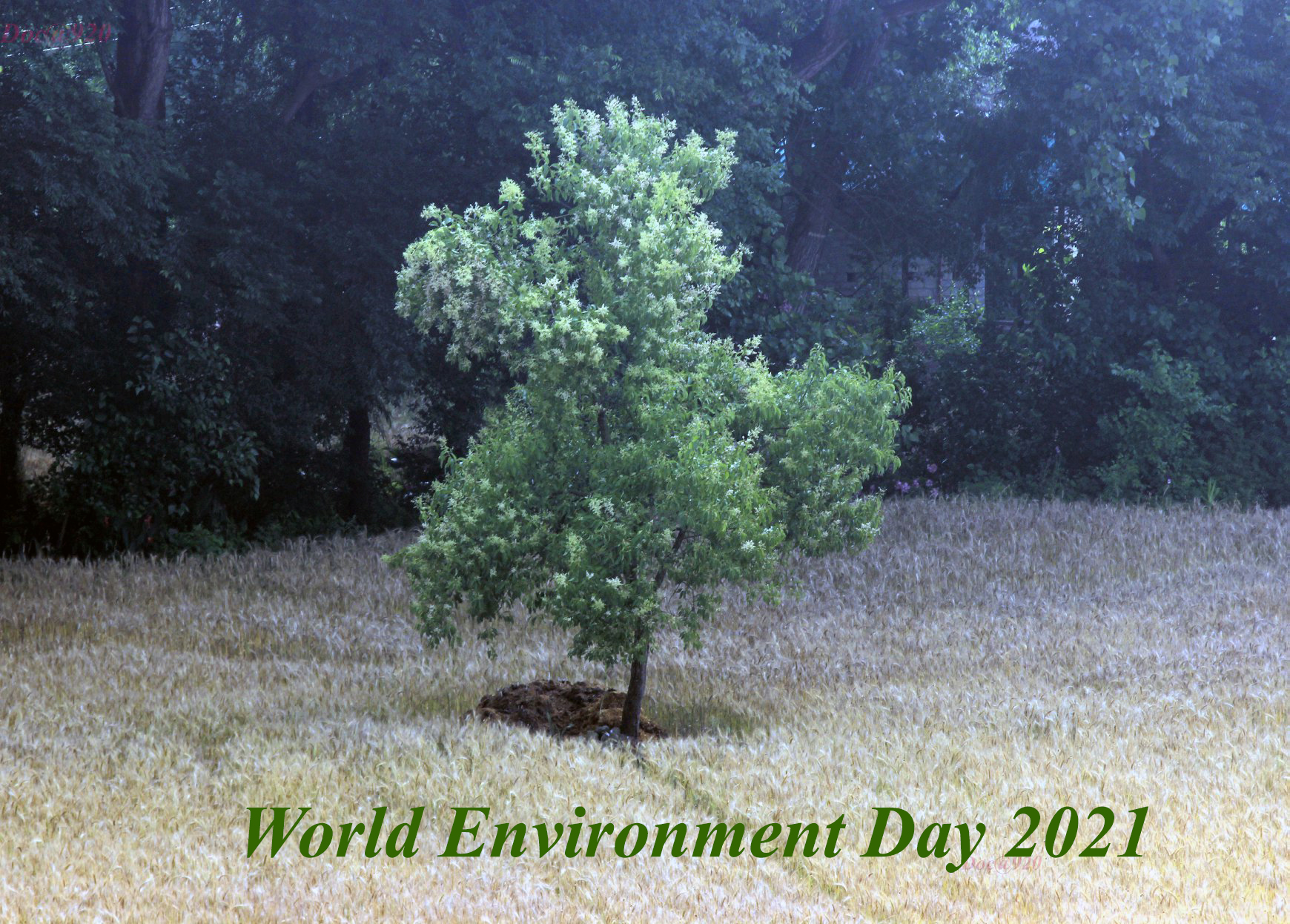 World Environment Day 2021