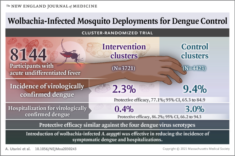 Wolbachia-Infected Mosquito Deployments for Dengue Control