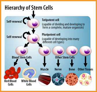 Stem Cell Research