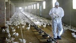 IDSP State Surveillance Unit (SSU), Haryana to initiate an epidemiological investigation into the first documented human case of Bird Flu