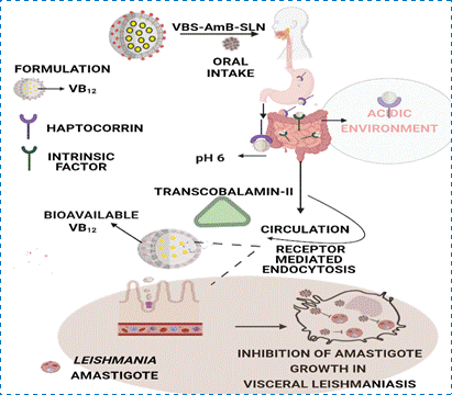 Non-invasive, easy to administer, cost-effective bio-nanocarrier can enhance oral bioavailability and efficacy of Visceral Leishmaniasis therapy