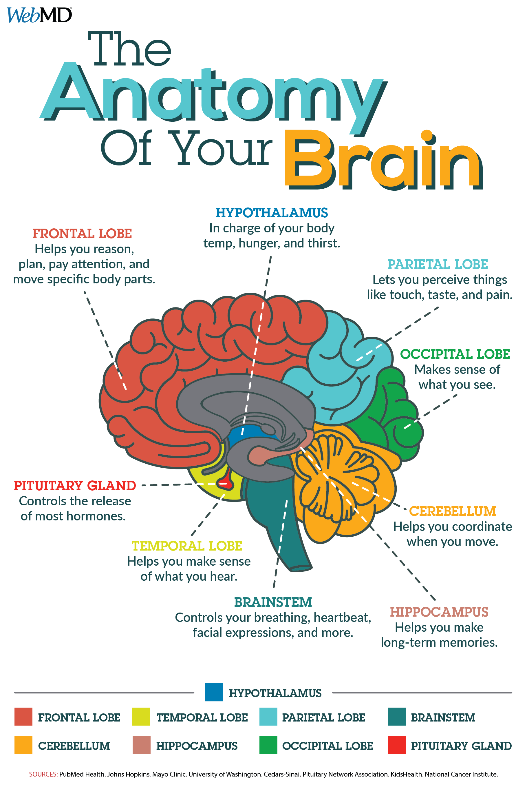 The Anatomy of Brain