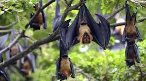 A case of Nipah Virus detected in Kozhikode district of Kerala