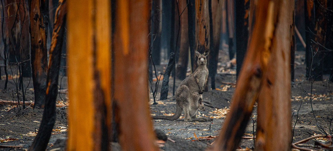 Drop coal or climate change will ‘wreak havoc’ across Australian economy