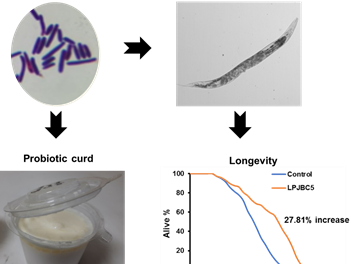 Indian scientists develop a next-generation probiotic that provides hope for longevity and healthy aging