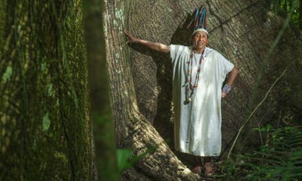 Time for ‘tangible and credible’ forest management, says UN chief