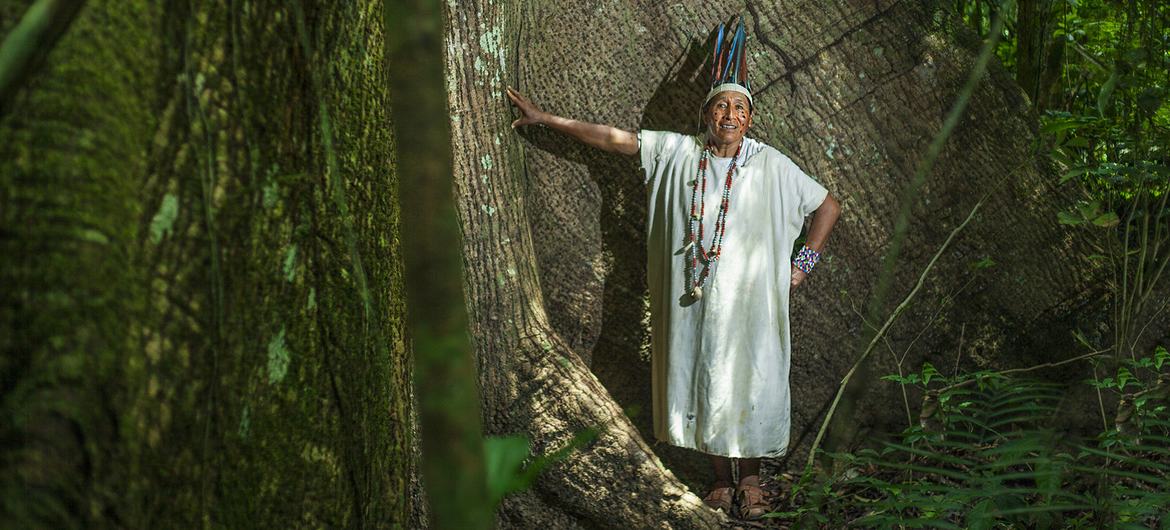 Time for ‘tangible and credible’ forest management, says UN chief