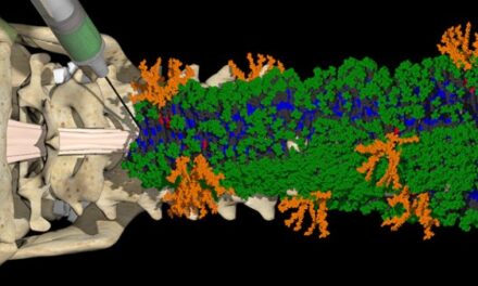 ‘Dancing molecules’ successfully repair severe spinal cord injuries