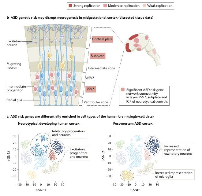 Genomics, convergent neuroscience and progress in understanding autism spectrum disorder