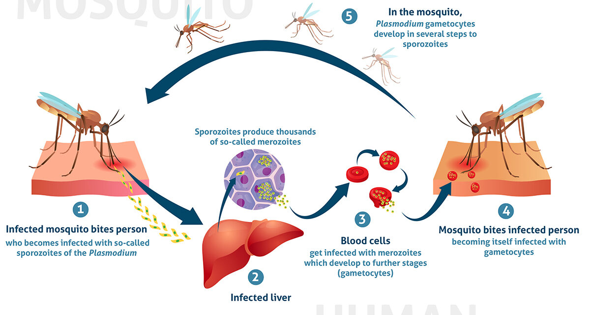 WHO Guidelines for malaria