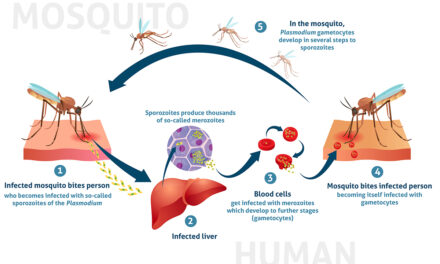 WHO Guidelines for malaria