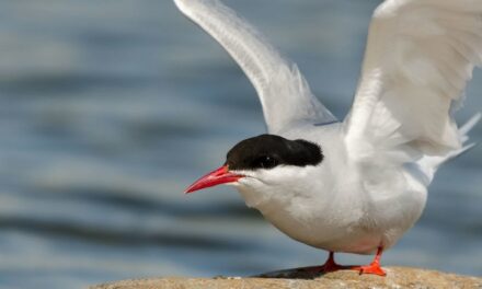 World Migratory Bird Day illuminates the dark side of light pollution