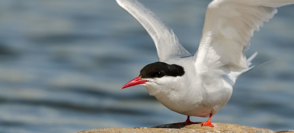 World Migratory Bird Day illuminates the dark side of light pollution