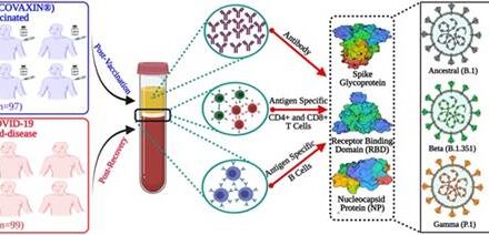 Covaxin can help in controlling the virus load of SARS-CoV-2 & its variants, reducing disease severity: Study