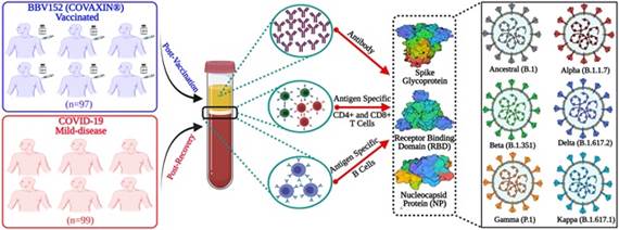 Covaxin can help in controlling the virus load of SARS-CoV-2 & its variants, reducing disease severity: Study