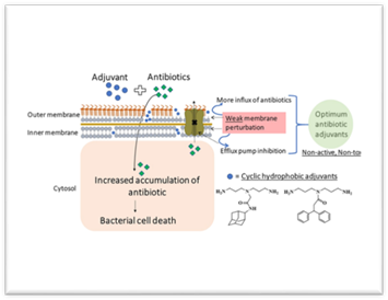 Hydrophobic ingredients, in combination with obsolete antibiotics, can counter multidrug-resistant bacteria