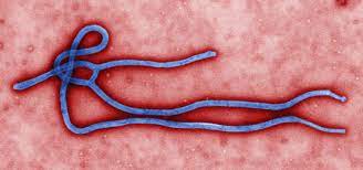 New Human Antibody Shows Promise for Ebola Virus Treatment