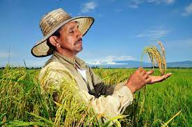 Distribution of Fortified Rice