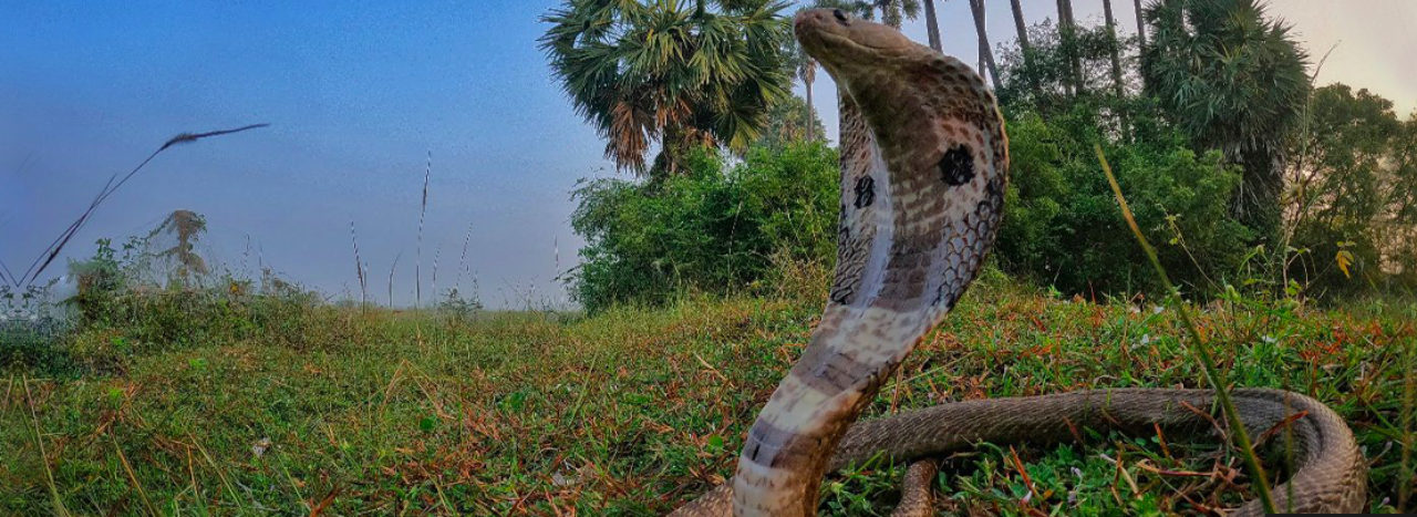 Novel approaches to empower Indian communities in their fight against snakebite envenoming