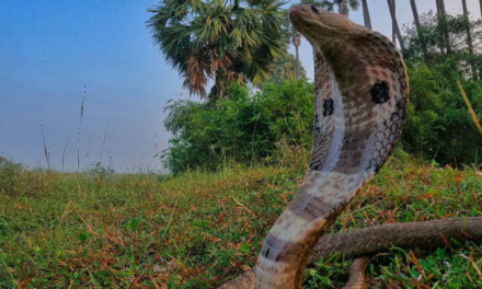 Novel approaches to empower Indian communities in their fight against snakebite envenoming