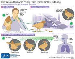 Human Infection caused by Avian Influenza A (H5N1) – Chile