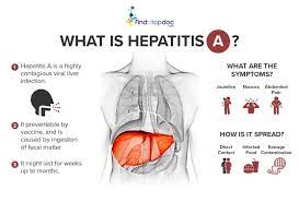 WHO position paper on hepatitis A vaccines published