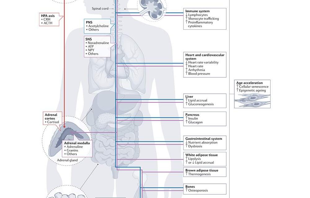 Pathophysiological mechanisms underlying the association between stress and metabolic disease.