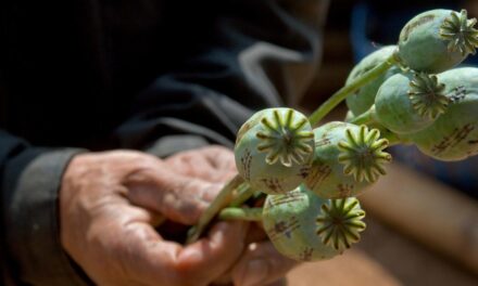 Afghanistan: Opium cultivation up nearly a third, warns UNODC