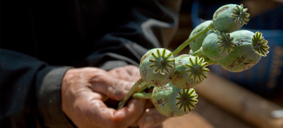 Afghanistan: Opium cultivation up nearly a third, warns UNODC