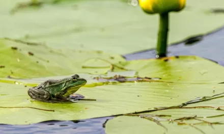 UN honours pioneering initiatives to restore ecosystems worldwide