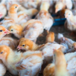 FAO warns of ‘unprecedented’ avian flu spread, in call for global action