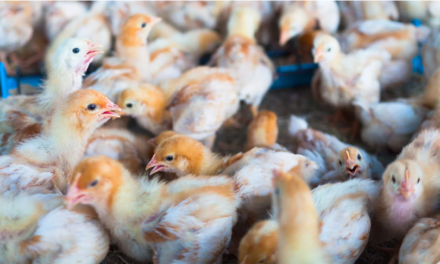 PAHO issues alert on outbreaks of avian influenza in birds in ten countries of the Americas