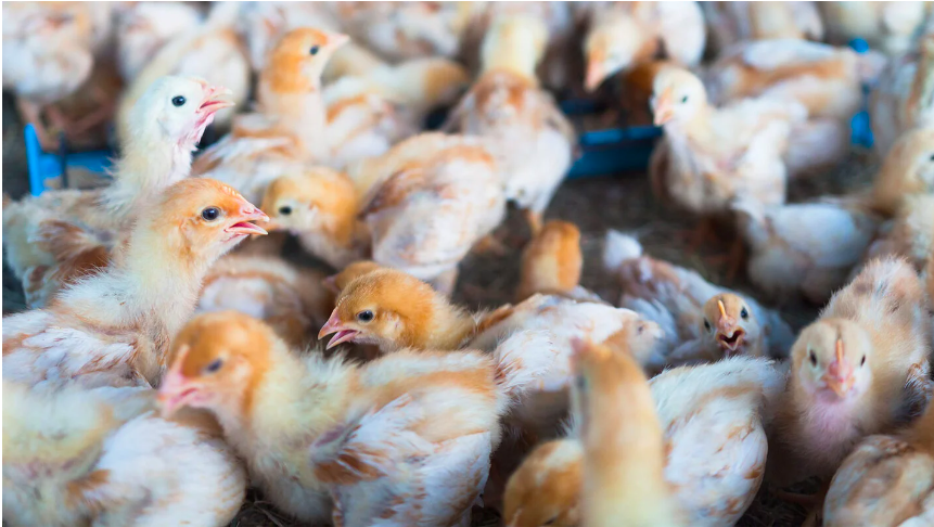 Ongoing avian influenza outbreaks in animals pose risk to humans