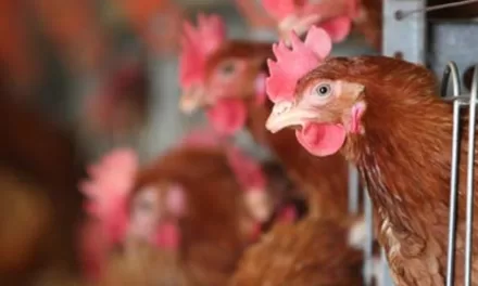 Avian flu reappears in Cambodia, UN health agency warns