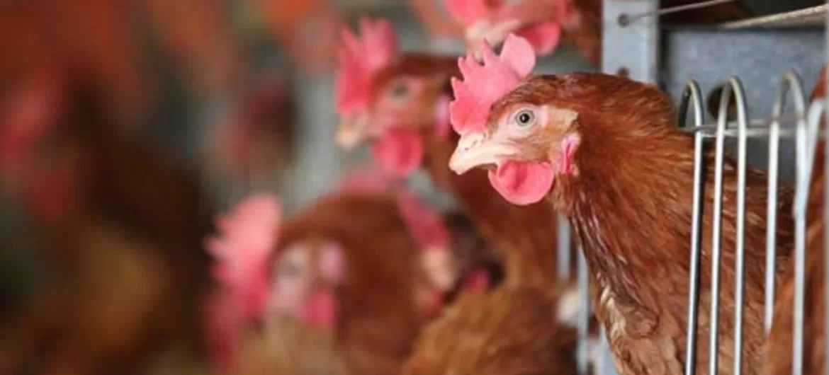 First Avian Flu Death Reported in Vietnam, Health Officials Urge Vigilance