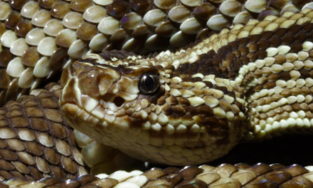 Regional Action Plan for prevention and control of snakebite envenoming in South-East Asia 2022–2030 published in New Delhi