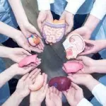 Systemic Breach: Inside the Multi-District Kerala Organ Trafficking Investigation and the Fight to Safeguard Public Trust