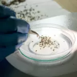 Genetically Modified Mosquitoes with ‘Toxic’ Semen Could Revolutionize Disease Control