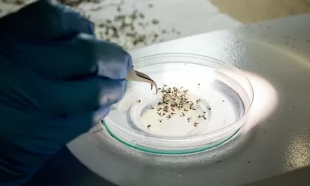 Genetically Modified Mosquitoes with ‘Toxic’ Semen Could Revolutionize Disease Control