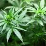 Cannabis Use and Risk of Psychosis