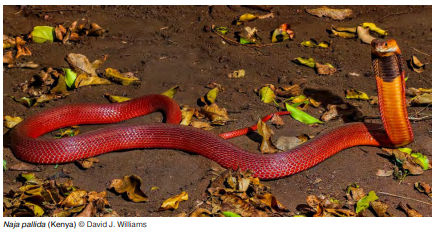 A snake’s teeth predict how fast it will strike