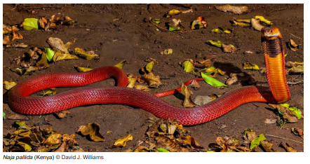 Breakthrough Snake Venom Detection Test Offers Potential Lifesaving Benefits