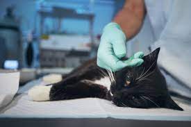 Influenza A(H5N1) in cats – Poland