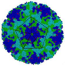 Enterovirus-Echovirus 11 Infection – the European Region