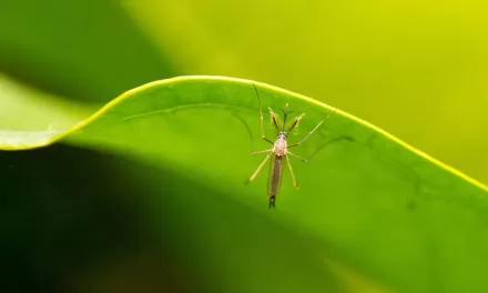 Spike in dengue cases due to global warming, warns WHO