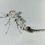 Study Links Tropical Indian Ocean Temperatures to Global Dengue Epidemics